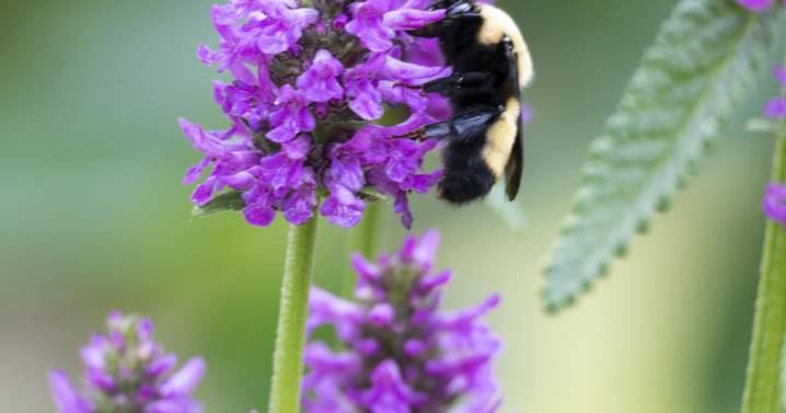 A Garden Abuzz