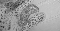 Two Amur Leopard cubs born at St. Louis Zoo