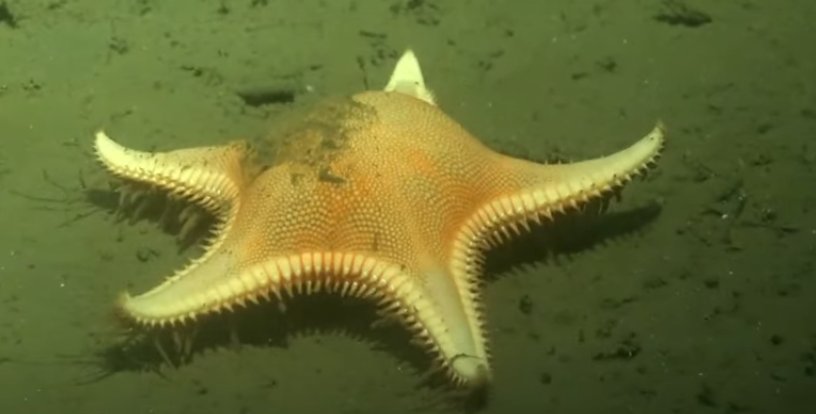 Captan a una estrella de mar ‘caminando’ en el fondo del océano