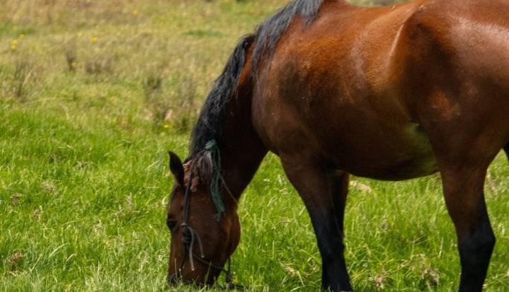 ICA confirma brotes de rabia y encefalitis equina en el departamento del Casanare