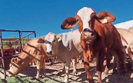 Tras cierre de EU, van por producción ganadera nacional