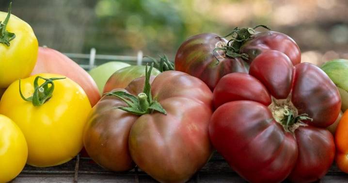 Bushels of juiciness: tomato season has arrived