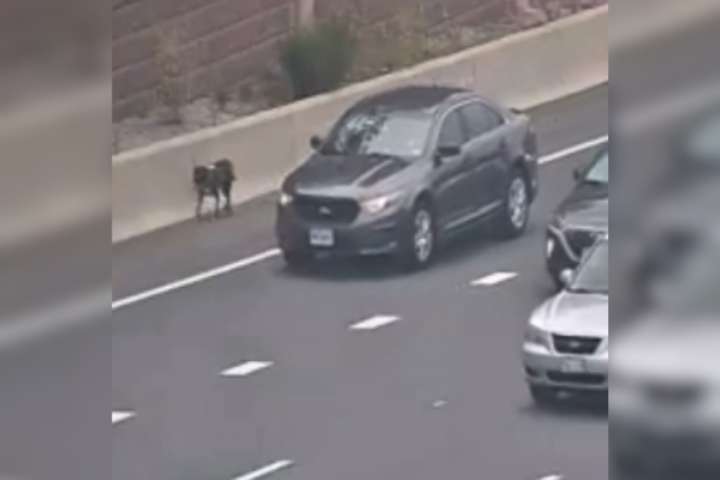 Paw pursuit: Low-speed police chase for lost pup on I