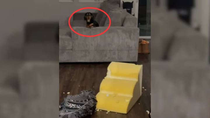 Wisconsin Owner Leaves Dog Alone For 10 Minutes, Then Finds Her Doing Something Shocking