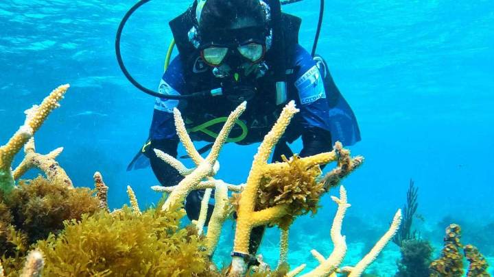 Minambiente avanza en restauración de ecosistemas marinos en el Archipiélago de San Andrés y Providencia 