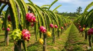 Cultivo de pitahaya en Venezuela: La fruta que promete diversificar el sector agrícola con miras a la exportación