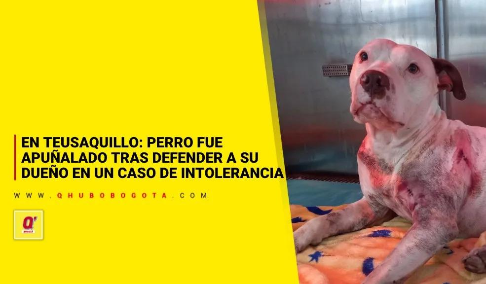 En Teusaquillo: perro fue apuñalado tras defender a su dueño en un caso de intolerancia