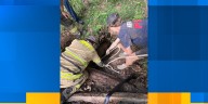 New Market Fire Department saves calf from sink hole