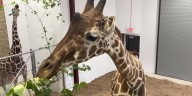 NEW Zoo admits seniors for free Thursday