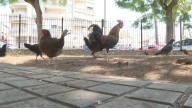 ¿Quién llegó antes a Torrevieja, el huevo o las 700 gallinas que "salen a pasear con sus pollitos"?