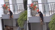 Milagro en Sucre: perrito se salva de caer de un balcón Por fortuna, la dueña de ‘Milán’ se encontraba en la vivienda y atendió de inmediato a los ladridos.