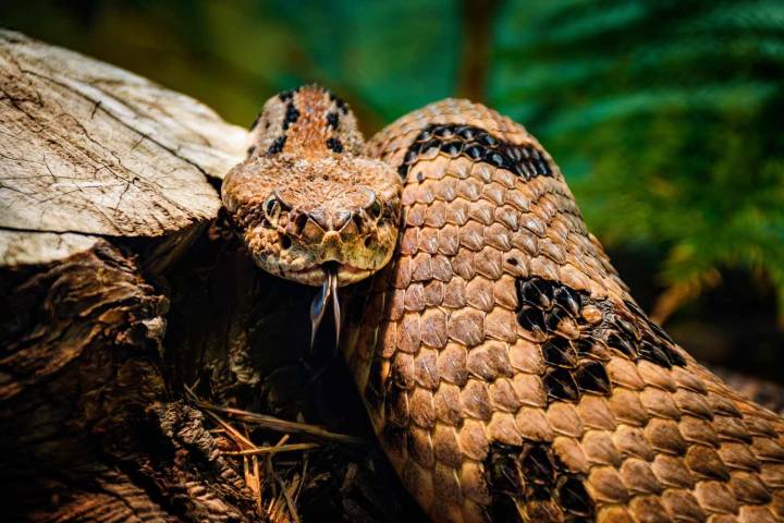 Man Dies After Getting Bitten by Venomous Snake He Picked Up During Hike