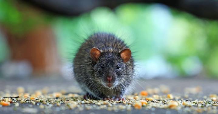 Towson's rat problem addressed by Baltimore County officials after WJZ report
