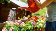 La flor que florece en primavera y dura todo el verano