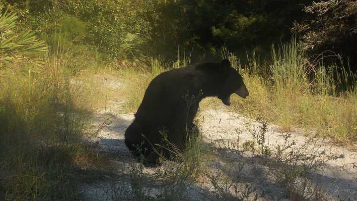 Annual Florida black bear hunt approved, faces protests, legal action