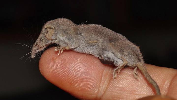 Este es el mamífero más pequeño del mundo, y vive en España