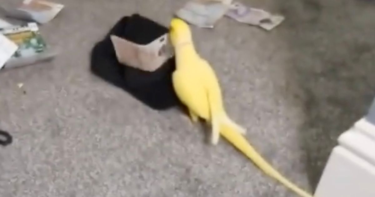 Parrot put drugs gang behind bars after videos emerged of it squawking drug