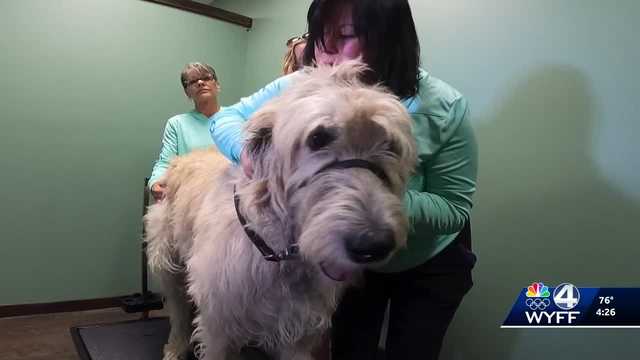 Chiropractic care for animals offers drug