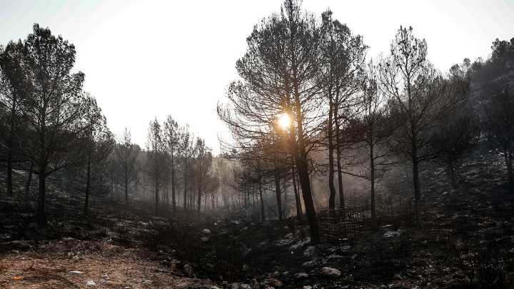 Recapitulación del estado de los siete incendios de Valencia tras 24 horas sin descanso