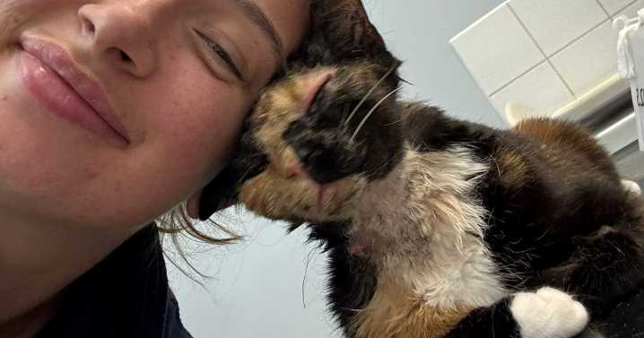 Cat miraculously survives 50-foot fall from building