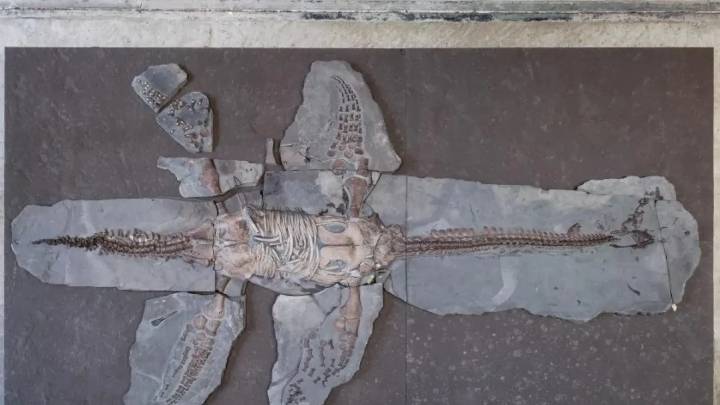Hallan una nueva especie de reptil marino en los yacimientos del "Jurásico" alemán