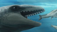 Scientists discover an ancient whale with a Pokémon face and a predator bite
