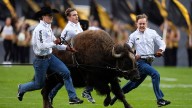 Home on the ranch: Colorado's live mascot Ralphie VI retires from field, replacement in training