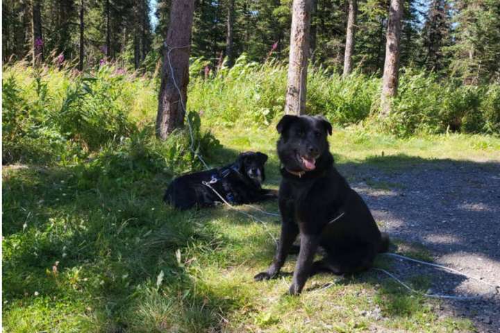 Pets of the Week: Lola and Maui
