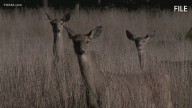 Deer tests positive for rabies in Waterford, CT