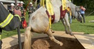 Firefighters rescue horse trapped in pit in Baltimore County