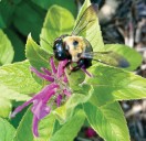 Amy-Lynn Albertson: Save the bees, all the bees