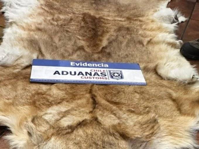 Con arraigo nacional quedó exembajador formalizado por contrabando: 16 pieles disecadas fueron halladas en San Antonio