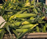 Skip the boil: Steaming brings out the best in summer sweet corn