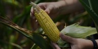 To get that perfect ear of corn, weather has to cooperate. But climate change is making it dicier