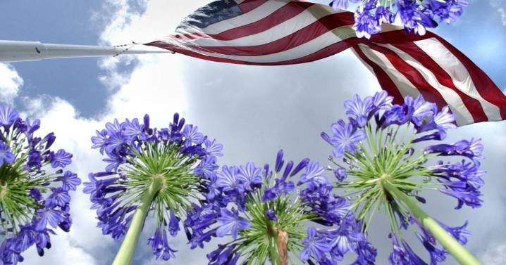 Too much watering harms agapanthus; don't weed and feed lawn now: Dan Gill's advice