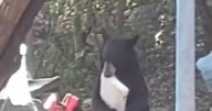 Oso deja sin carnita asada a paseantes en Bustamante