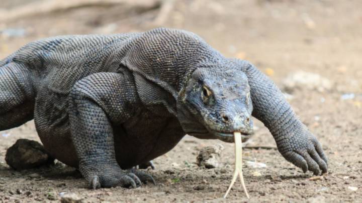Día Mundial del Lagarto: 3 curiosidades del dragón de Komodo, el lagarto más grande de mundo