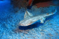 Baited camera films one of ‘world’s rarest shark species’