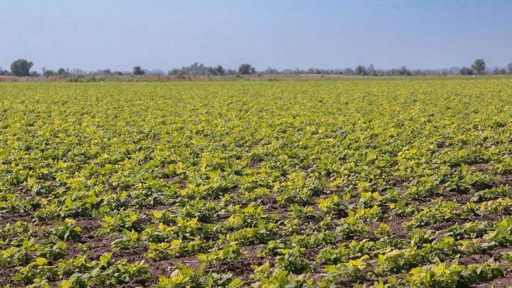 Productores de frijol piden reunión con gobernador para plan de siembra