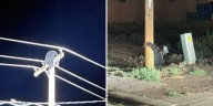 Rare bear sighting in Holbrook stuns rural Arizona community
