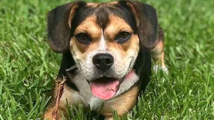 SHARE YOUR PHOTOS! Send us dog pics for National Dog Day