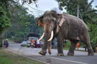 It’s time to update the language of human-wildlife interactions (commentary)