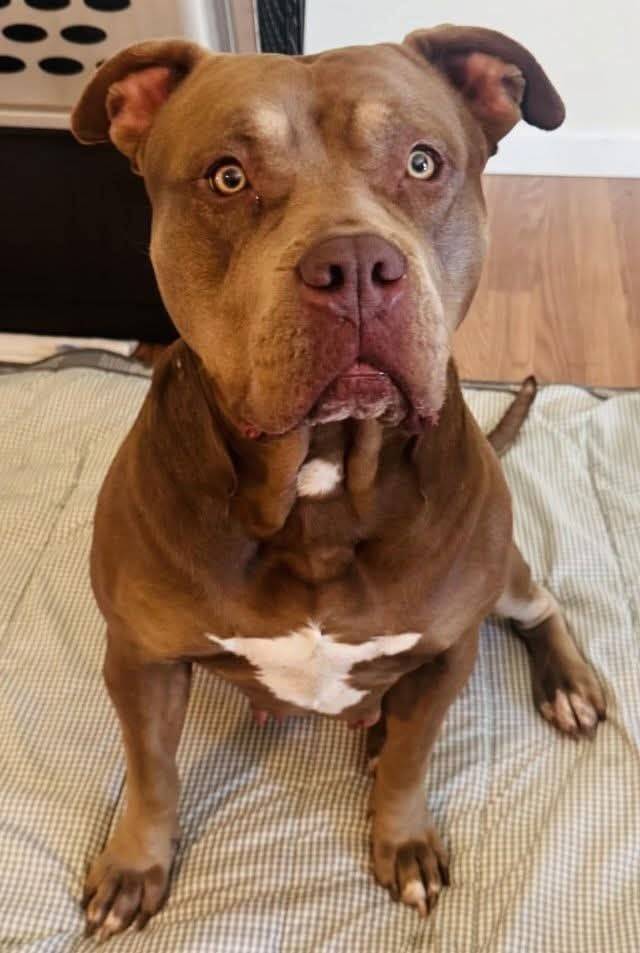 Dog abandoned after divorce now needs foster home to recover from surgery
