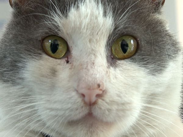 Llaman a vacunar a mascotas felinas contra la rabia