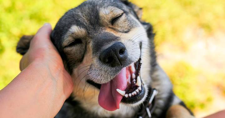 More than 1,000 pets available at Fort Worth's Mega Adoption Event