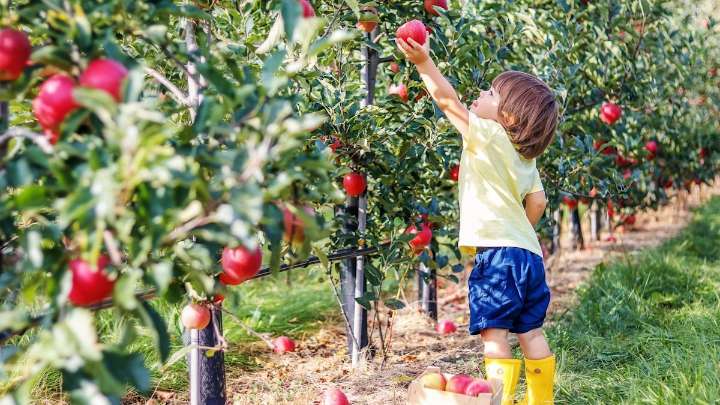The best pick-your-own fruit farms 1 hour from London crumble