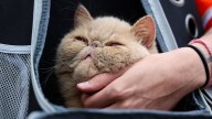 Who is Pudge The Cat?