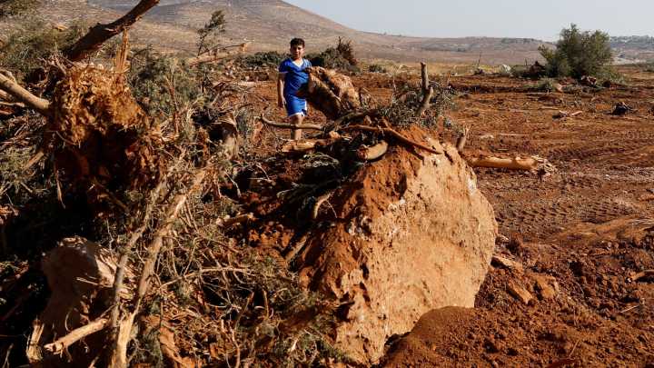 Israeli military uproots thousands of Palestinian olive trees in West Bank