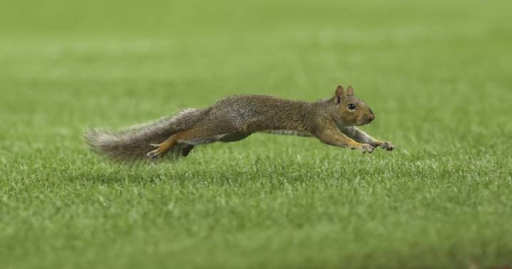 Red Sox-Yankees game delayed by squirrel on field