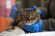 FieldHaven Feline Center gets green light for new veterinary clinic